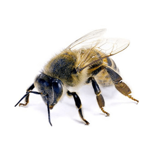 Africanized Honey Bee