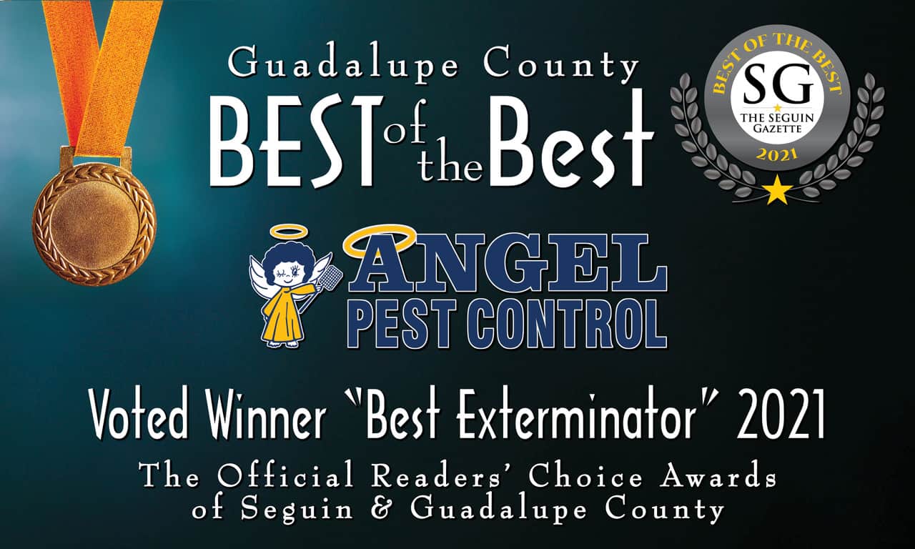 Best Exterminator Guadalupe County