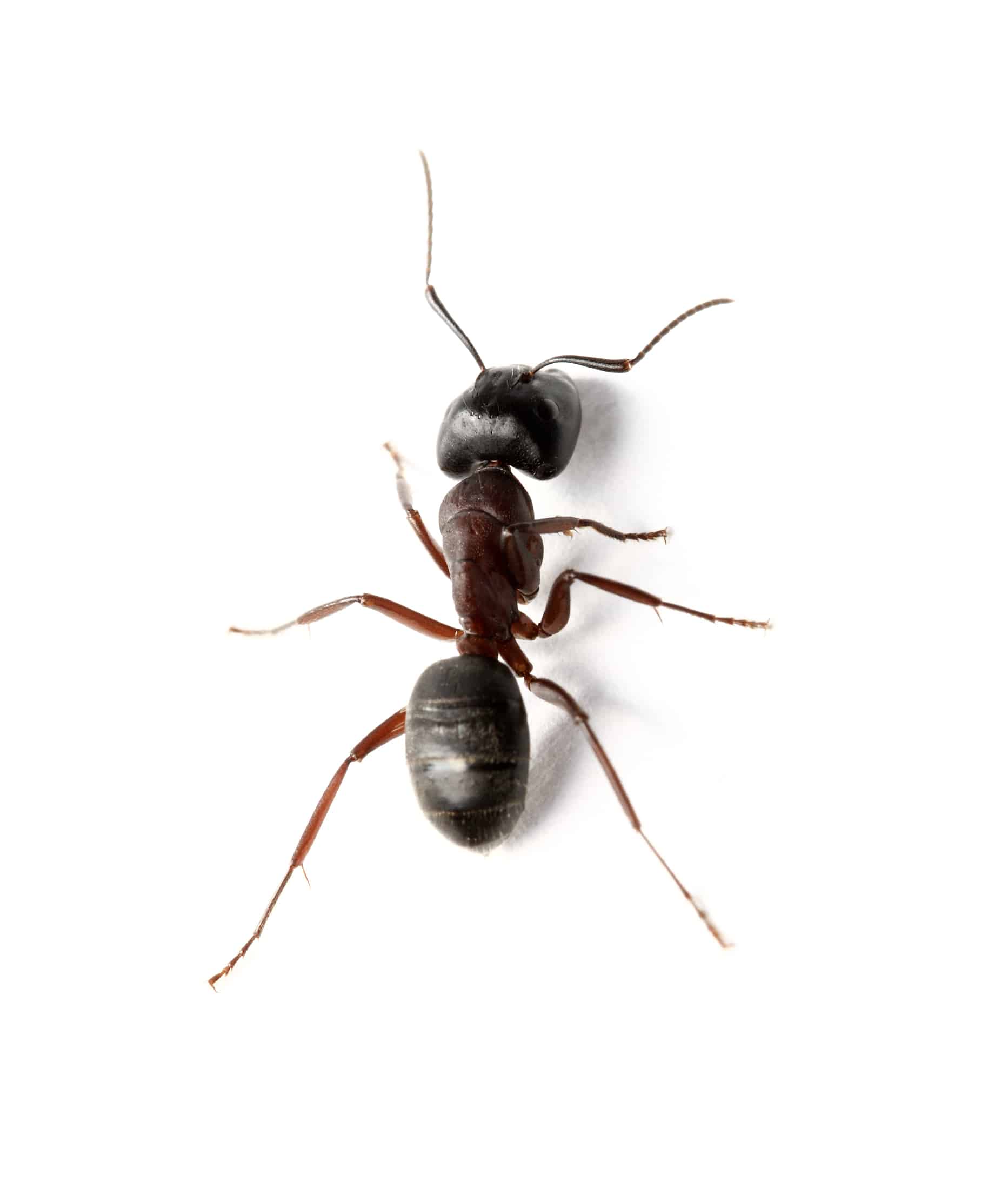 Residential Ant Infestations - Angel Pest Control