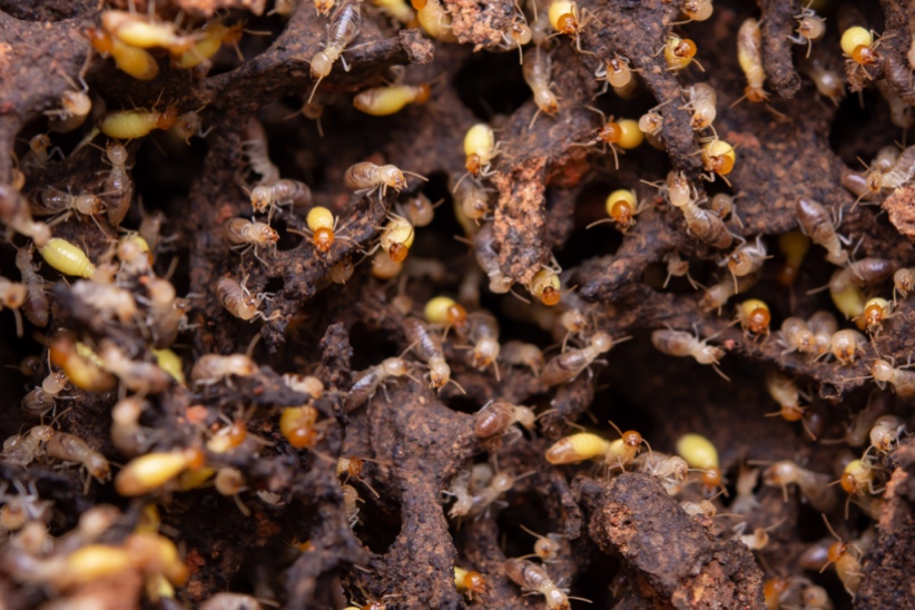 Spring Swarmers: How to Tell Termites from Ants
