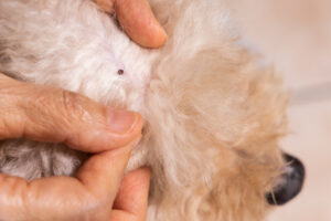 Itching for Answers: Your Guide to Flea Prevention
